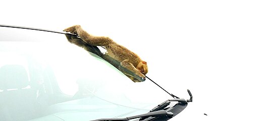 Barbary Macaque