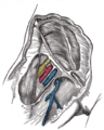 Vaina femoral abierta para mostrar sus tres compartimentos.