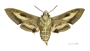 Face ventrale ♀ - MHNT