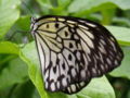 Paper Kite butterfly