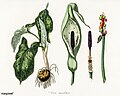 Illustration aus Medical Botany