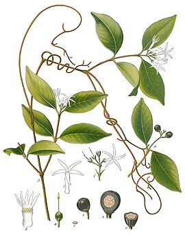 Landolphia watsoniana