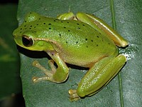 Litoria barringtonensis