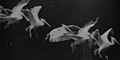 Image 41Flying pelican captured by Marey around 1882. He created a method of recording several phases of movement superimposed into one photograph (from History of film technology)