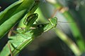 Praying Mantis (in Canada)