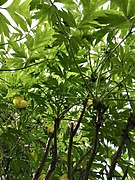 Paeonia ludlowii foliage canopy viewed from beneath.jpg