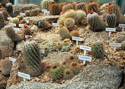 Diversas plantas do gênero Parodia num jardim botânico de Liberec