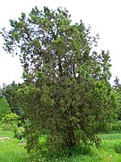 Platycladus orientalis, Morton Arboretum acc. 168-53#3[7]