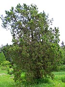 Platycladus orientalis, Morton Arboretum acc. 168-53#3[17]