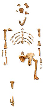 Skeleton