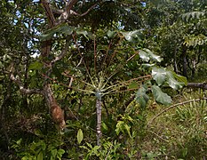 Reserva Particular do Patrimônio Natural Fazenda Gleba Vargem Grande I - Liu Idárraga Orozco (21).jpg