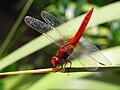 Crocothemis erythraea