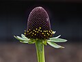 17 Rudbeckia occidentalis on Aspen Mountain (91134) uploaded by Rhododendrites, nominated by Rhododendrites