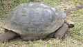 Tortuga gegant a Santa Cruz (Galápagos)