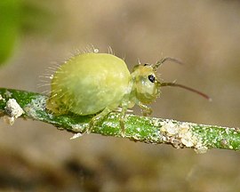 Orchesella cincta