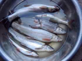 Provincial fish of Gilgit–Baltistan