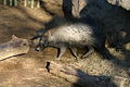 Visayan Warty Pig