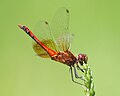 Sympetrum semicinctum (cat.)