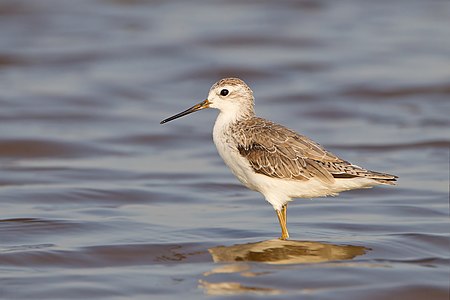 Marsh sandpiper, by JJ Harrison