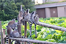 Ueno lemurs (28773073664).jpg