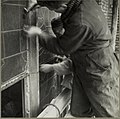 Workers reinforcing the stained glass windows during World War II