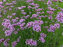 Verbena bonariensis.jpg