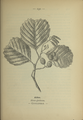 Alnus glutinosa plate 150 in: Wayside and woodland blossoms, 1895