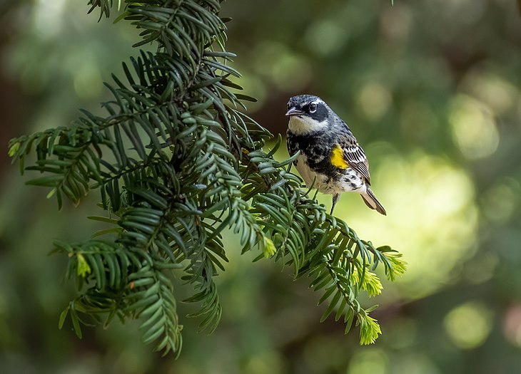 Yellow-rumped warbler