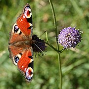 Aglais io - geograph.org.uk - 252868.jpg