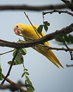 Brotogeris versicolurus Periquito aliblanco Canary-winged Parakeet (7799696404).jpg