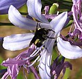 Bumblebee backing out of Agapanthus flower