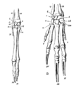 Lámina de Cambridge Natural History. (1902). Comparación do esqueleto da man de Choeropus castanotis e Bandicut (Perameles).
