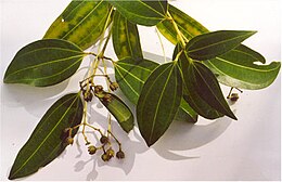 Tikrasis cinamonas (Cinnamomum verum)