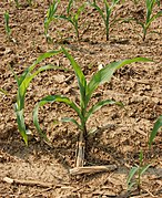 young stalk of corn