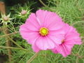 dupinata kosmoso (Cosmos bipinnatus)