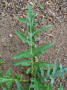 Cynara cardunculus Leaf