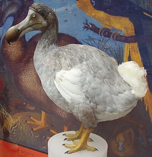 Rekonstrukcija dodoa