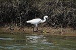 Thumbnail for File:Egretta garzetta 08707.jpg