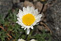 Erigeron compositus