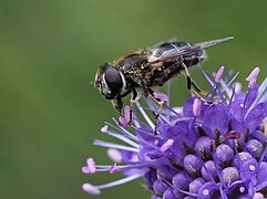 Eristalis rupium ♀, Quellgebiet der Holzwarche bei Mürringen, Ostbelgien (48692124666).jpg