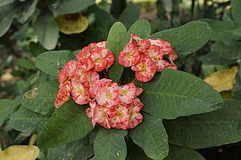 Euphorbia milii 2915.jpg