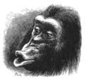 Sulky chimpanzee (drawn by T. W. Wood)