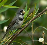 GARGANTILLO Sporophila caerulescens Dario Niz.jpg