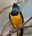 Golden-breasted Starling