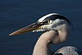 Wakodahatchee Wetlands, Delray Beach, Florida, USA.