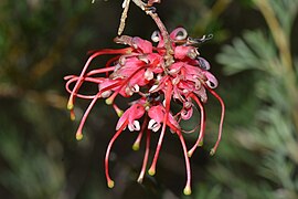 Grevillea sp. Gillingarra.jpg