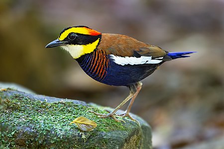 Malayan banded pitta, by JJ Harrison