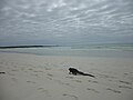 (Amblyrhynchus cristatus), Marine Iguana on Tortuga Bay - Island of Santa Cruz.