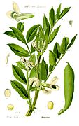 Illustration Vicia faba1.jpg