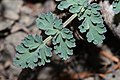 Lomatium martindalei